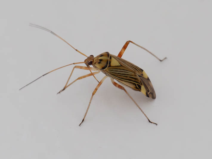Rhabdomiris striatellus (Striped Oak Bug).jpg